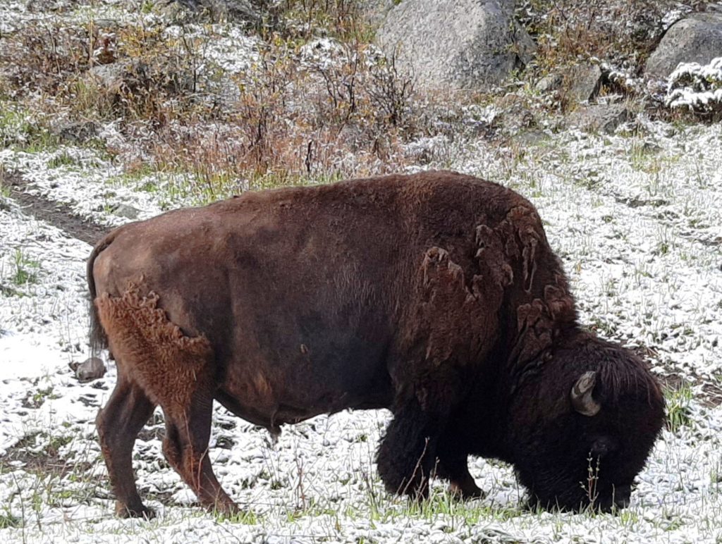 Bison-grazing-in-dusting-of-snow_5-20-2024.jpg