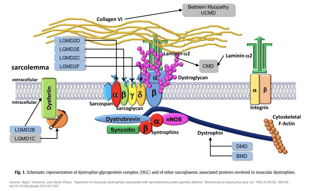 DGC-Genetic-Disorders-JPEG.jpg