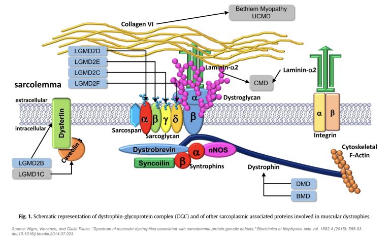 DGC-Genetic-Disorders-JPEG.jpg