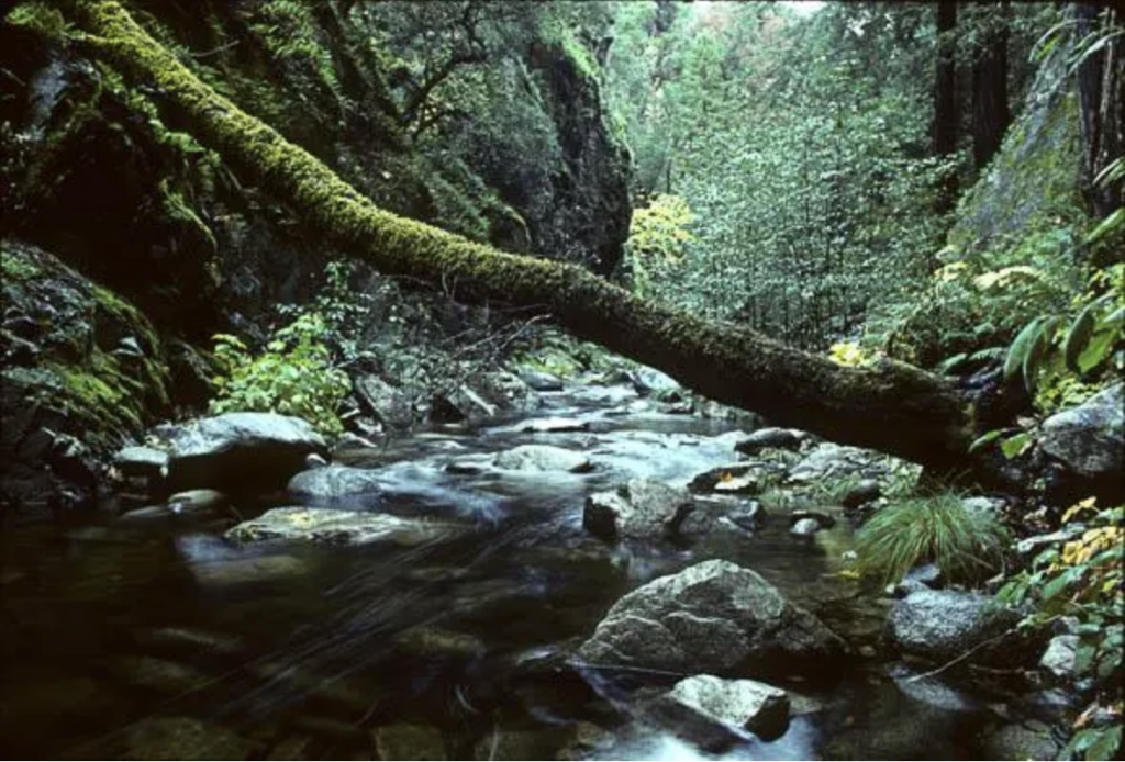 Little-Sur-River-Gorge-Ventana-Wilderness.png