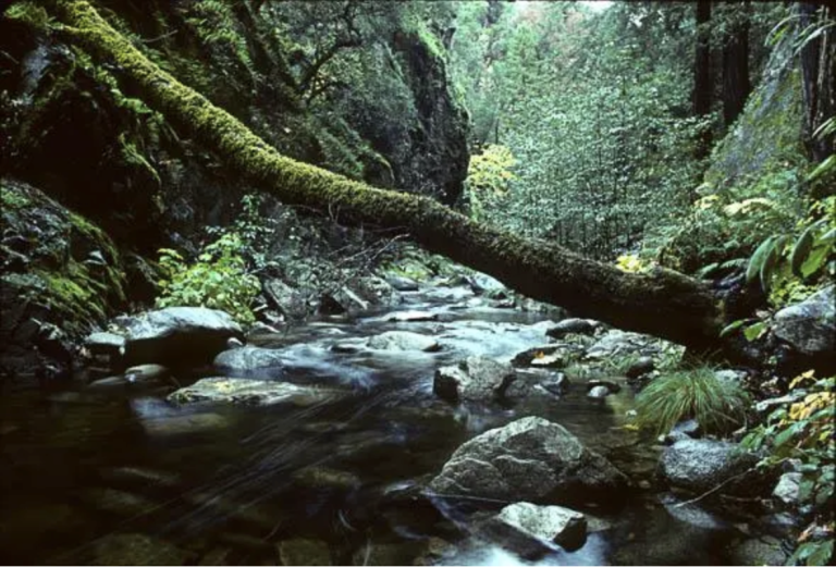 Little-Sur-River-Gorge-Ventana-Wilderness.png