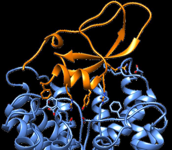 Revolutionary-Insights-Cone-Snail-Venom-Fuels-Innovative-Approach-to-Molecular.jpeg