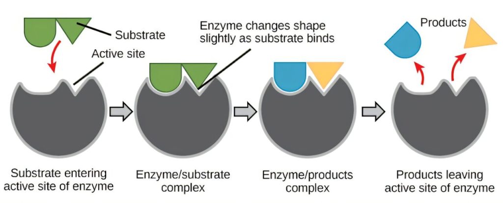 enzymes-are-the-engine.jpg