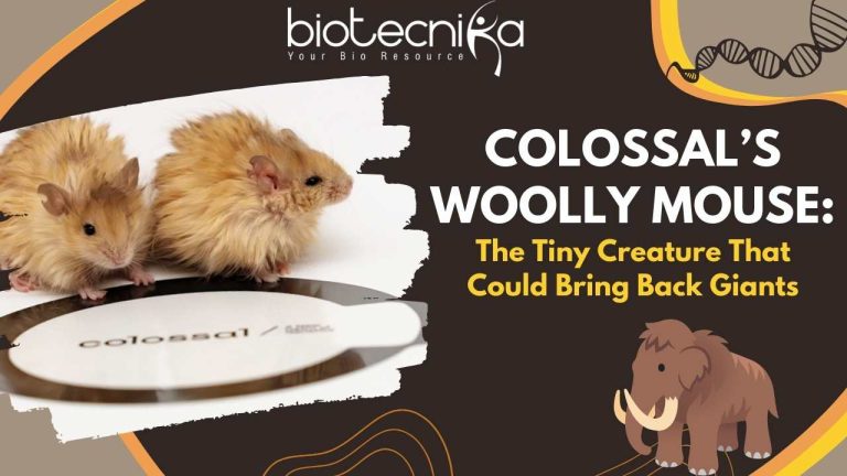 Colossals-Woolly-Mouse-The-Tiny-Creature-That-Could-Bring-Back-Giants.jpg