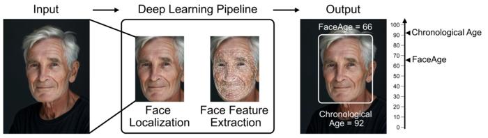 AI-Tool-Analyzes-Facial-Images-to-Estimate-Biological-Age-and.jpeg