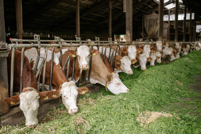 cow-feed.jpg