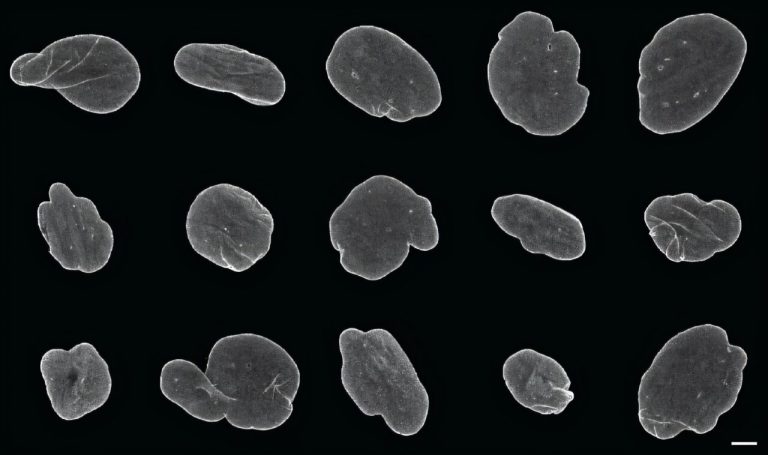 exigs-bridges-microsco.jpg