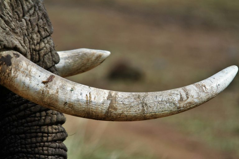 ivory.jpg