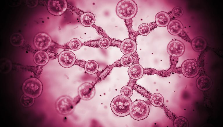 ClimateImpact_GettyImages_1475786515_CandidaAurisCells.jpg