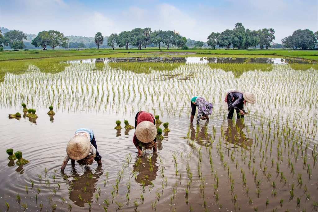 Rice_field-Mekong.jpg