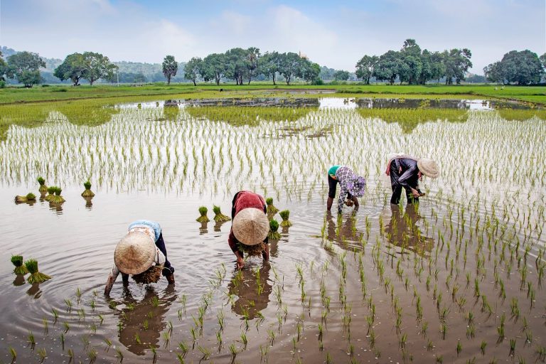 Rice_field-Mekong.jpg