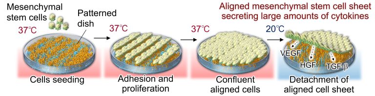 aligned-stem-cell-shee.jpg
