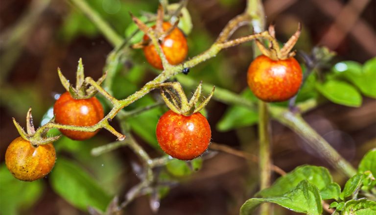 galapagos-islands-tomatoes-reverse-evolution-1600.jpg